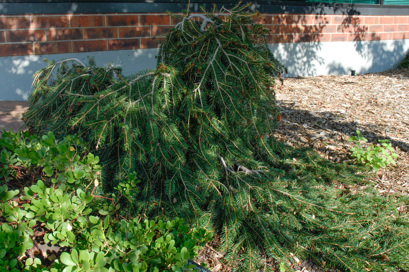 Weeping Norway Spruce